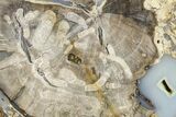 Petrified Wood (Schinoxylon) End-Cut - Blue Forest, Wyoming #362460-1